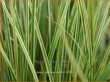 Carex montana 'Raureif'
