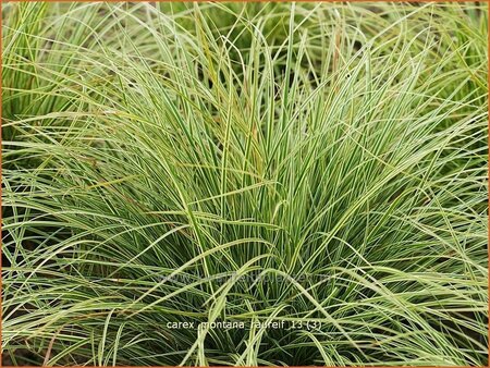 Carex montana 'Raureif'