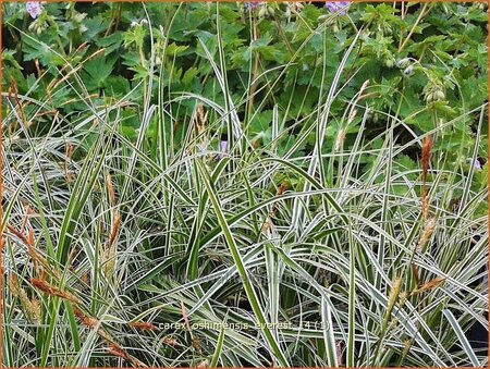 Carex oshimensis &#39;Everest&#39;