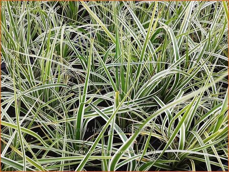 Carex oshimensis &#39;Everest&#39;