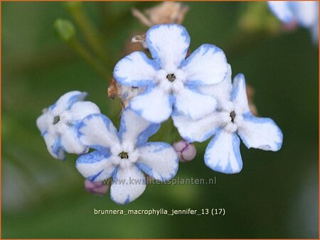 Brunnera macrophylla &#39;Jennifer&#39;