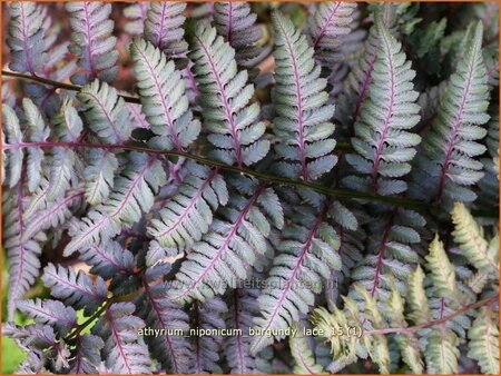 Athyrium niponicum &#39;Burgundy Lace&#39;