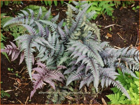 Athyrium niponicum &#39;Burgundy Lace&#39;