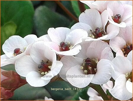 Bergenia &#39;Bach&#39;