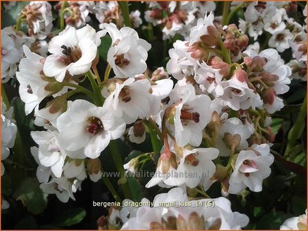 Bergenia &#39;Dragonfly Angel Kiss&#39;