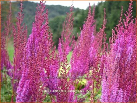 Astilbe chinensis &#39;Purpurlanze&#39;