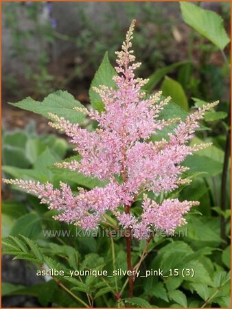 Astilbe &#39;Younique Silvery Pink&#39;