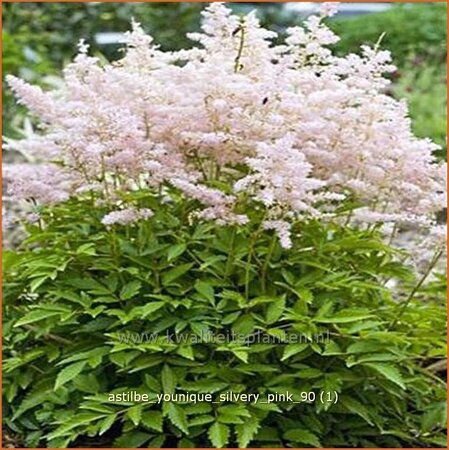 Astilbe &#39;Younique Silvery Pink&#39;