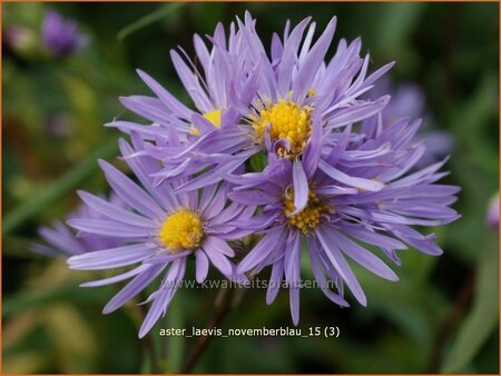 Aster laevis &#39;Novemberblau&#39;