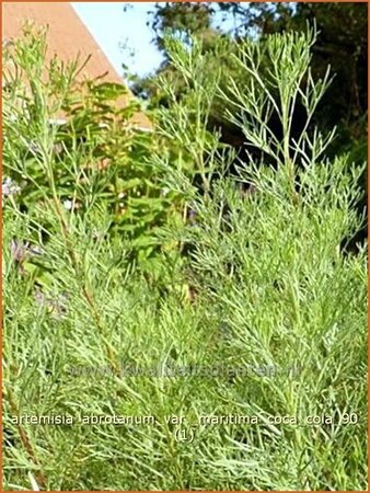 Artemisia abrotanum var. maritima 'Coca Cola'