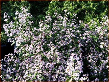 Aster cordifolius 'Bluetenregen'