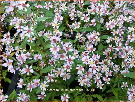 Aster cordifolius 'Bluetenregen'