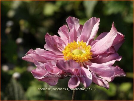 Anemone hupehensis 'Pocahontas'