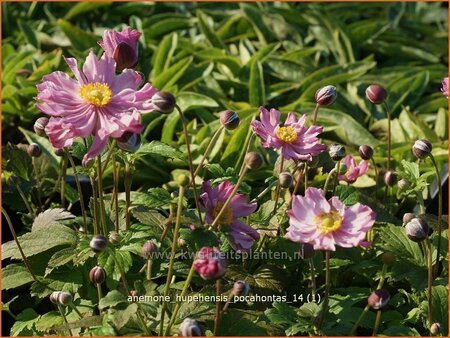 Anemone hupehensis &#39;Pocahontas&#39;