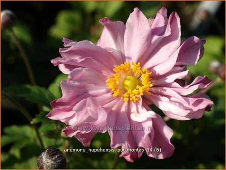 Anemone hupehensis &#39;Pocahontas&#39;