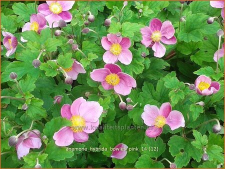 Anemone hybrida &#39;Bowles Pink&#39;