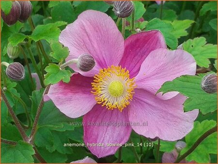 Anemone hybrida &#39;Bowles Pink&#39;