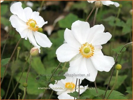 Anemone hybrida &#39;Coupe d&#39;Argent&#39;