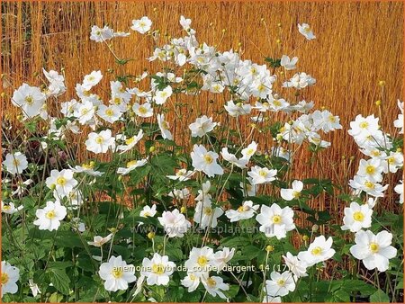 Anemone hybrida &#39;Coupe d&#39;Argent&#39;