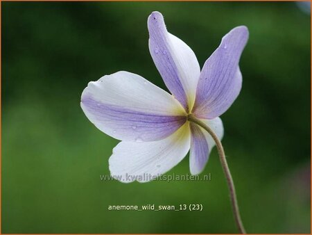 Anemone 'Wild Swan'