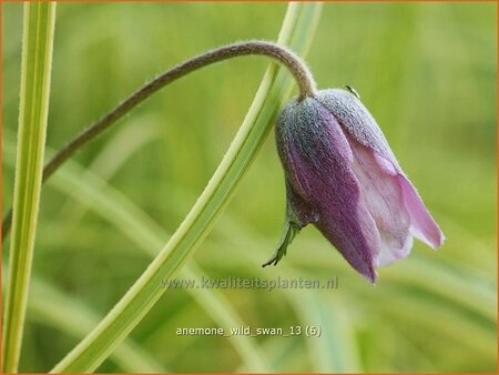 Anemone &#39;Wild Swan&#39;