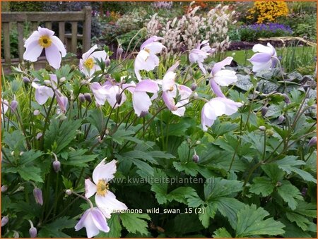 Anemone &#39;Wild Swan&#39;