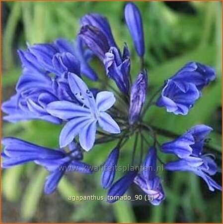 Agapanthus &#39;Tornado&#39;