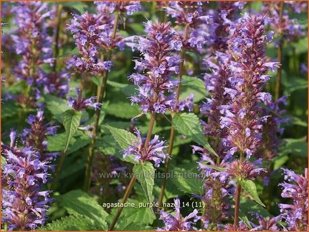 Agastache 'Purple Haze'