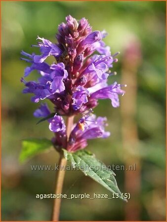 Agastache 'Purple Haze'