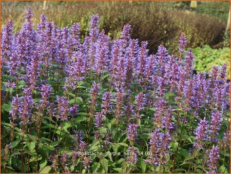 Agastache 'Purple Haze'