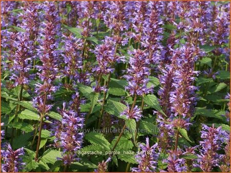 Agastache 'Purple Haze'