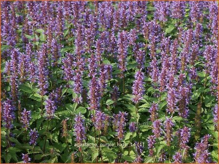 Agastache 'Purple Haze'