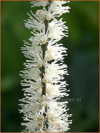 Actaea acerina