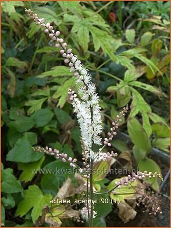 Actaea acerina