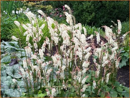 Actaea japonica &#39;Cheju-do&#39;