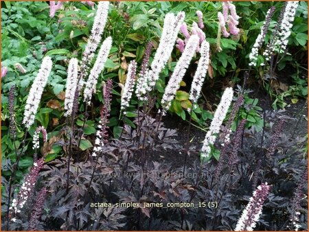 Actaea ramosa &#39;James Compton&#39;