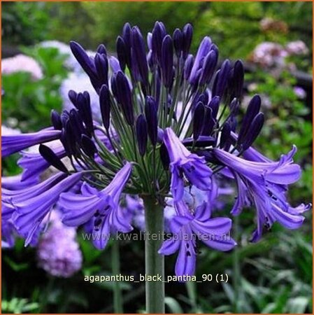 Agapanthus &#39;Black Pantha&#39;