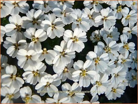 Achillea filipendulina &#39;Heinrich Vogeler&#39;