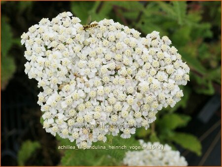 Achillea filipendulina &#39;Heinrich Vogeler&#39;