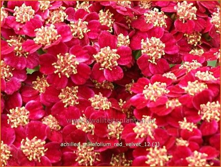 Achillea millefolium &#39;Red Velvet&#39;