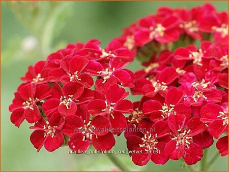 Achillea millefolium &#39;Red Velvet&#39;