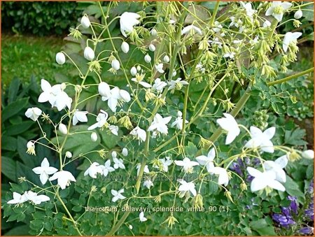 Thalictrum delavayi &#39;Splendide White&#39;