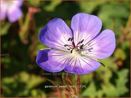 Geranium 'Sweet Heidy'