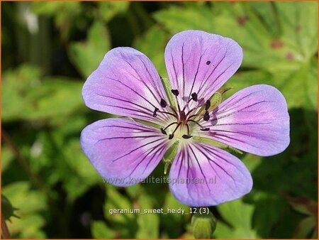 Geranium 'Sweet Heidy'