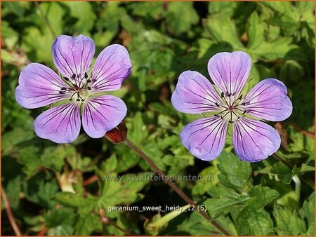 Geranium 'Sweet Heidy'