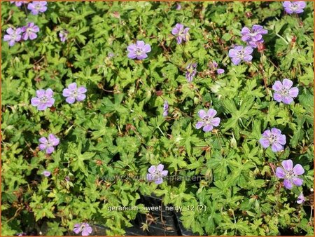 Geranium 'Sweet Heidy'
