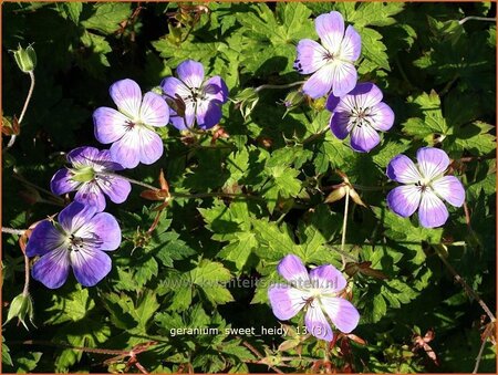 Geranium 'Sweet Heidy'