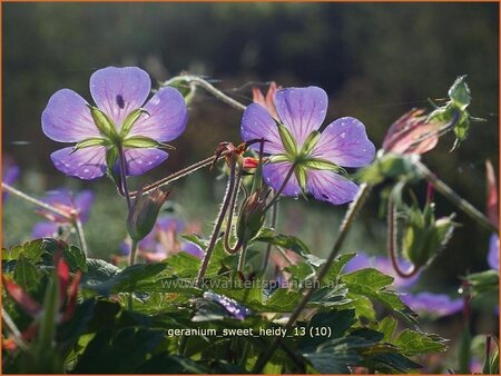 Geranium 'Sweet Heidy'