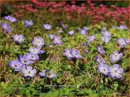 Geranium 'Sweet Heidy'