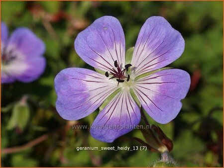 Geranium 'Sweet Heidy'